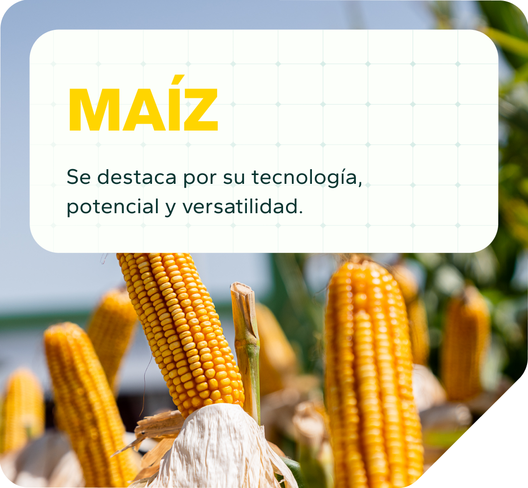 Cabecera Maíz