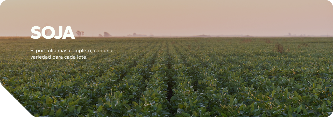 Banner Soja