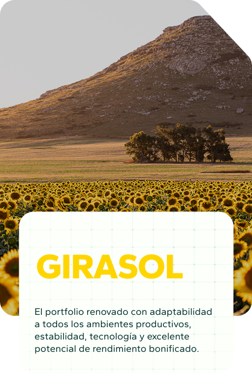 Cabecera Girasol