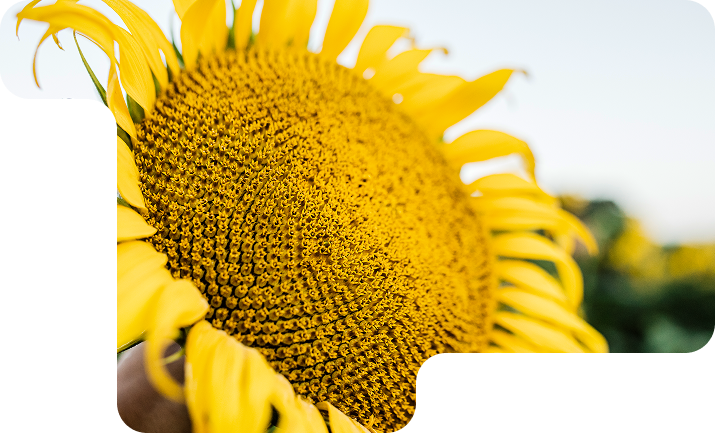 Mazorca de maíz NS 7624