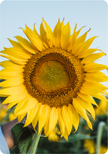 Hombre sosteniendo mazorca