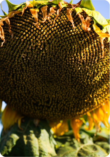 Hombre sosteniendo mazorca