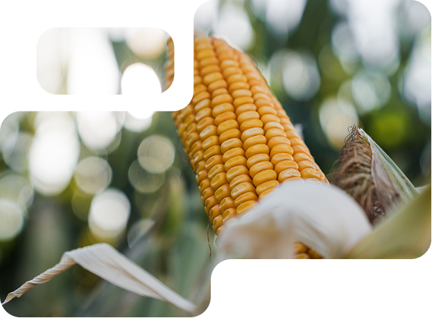 Mazorca de maíz NS 7624